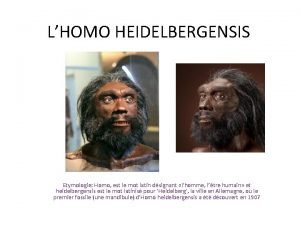 LHOMO HEIDELBERGENSIS Etymologie Homo est le mot latin