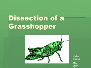 Dissection of a Grasshopper Kathy Biernat May 2007