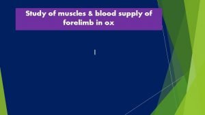 Muscles of forelimb of ox