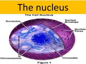 The nucleus The nucleus is a highly specialized