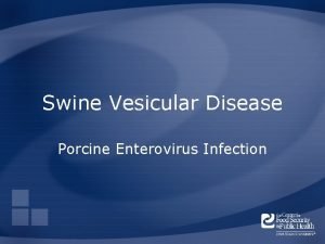 Swine Vesicular Disease Porcine Enterovirus Infection Overview Organism