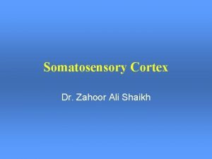 Somatosensory Cortex Dr Zahoor Ali Shaikh Somatosensory Areas