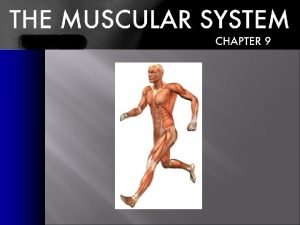 Gastrocnemius muscle origin and insertion
