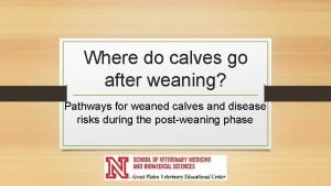 Where do calves go after weaning Pathways for