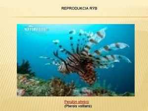 REPRODUKCIA RB Perutn ohniv Pterois volitans RYBY PISCES