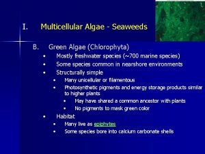 I Multicellular Algae Seaweeds B Green Algae Chlorophyta