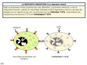 Dot respuesta