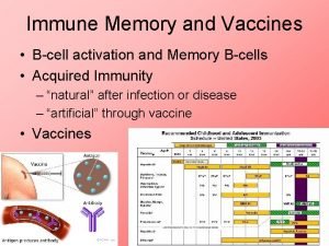 Immune Memory and Vaccines Bcell activation and Memory