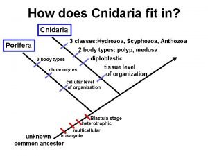 How does Cnidaria fit in Cnidaria Porifera 3