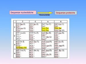 Sequenze nucleotidiche Sequenze proteiche TRADUZIONE Esercizio relativo alla