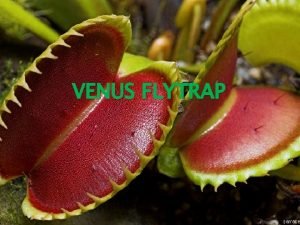 VENUS FLYTRAP Overview The Venus fly trap is