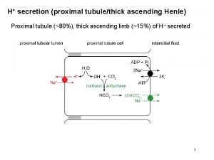 H secretion proximal tubulethick ascending Henle Proximal tubule