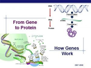 From Gene to Protein How Genes Work AP