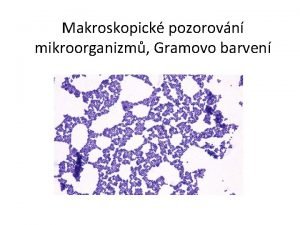 Makroskopick pozorovn mikroorganizm Gramovo barven Okovn kultur sterilita