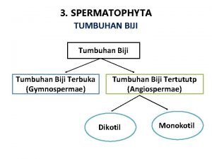 Akar tunggang Akar tunggang