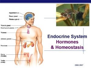 Endocrine System Hormones Homeostasis AP Biology 2006 2007