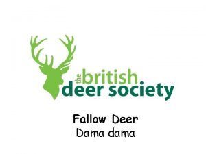 What does a fallow deer look like