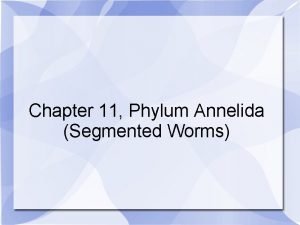 Segmented phylum