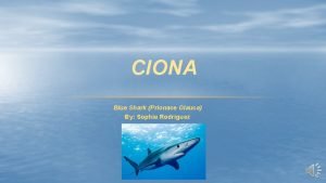 CIONA Blue Shark Prionace Glauca By Sophie Rodriguez