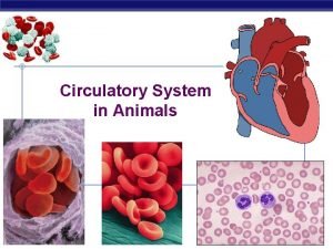Circulatory System in Animals Regents Biology 2008 2009