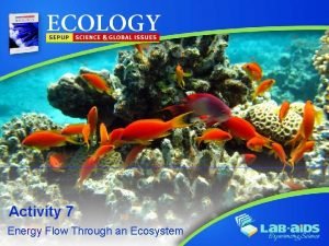 Describe the flow of energy in the kelp forest ecosystem.
