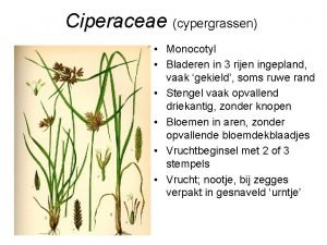 Ciperaceae cypergrassen Monocotyl Bladeren in 3 rijen ingepland