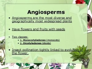 Angiosperms Angiosperms are the most diverse and geographically