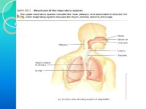 Respiratory system introduction