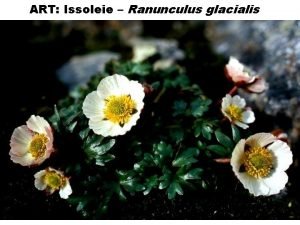 ART Issoleie Ranunculus glacialis Soleie SLEKTA Ranunculus Issoleie