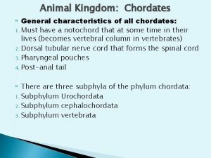 What are the features of chordates