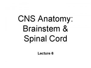 CNS Anatomy Brainstem Spinal Cord Lecture 6 Mesencephalon