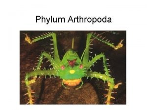 Nervous system of arthropods