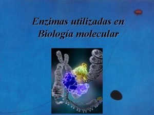 Enzimas utilizadas en Biologa molecular Enzimas utilizadas en