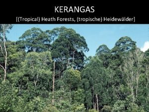 KERANGAS Tropical Heath Forests tropische Heidewlder KERANGAS Tropical