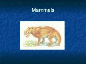 Characteristics of mammals
