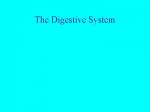The Digestive System The Digestive System The Digestive
