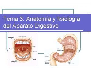 Tema 3 Anatoma y fisiologa del Aparato Digestivo