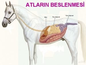 ATLARIN BESLENMES Bir yal atlarn beslenmesi Atlar bir