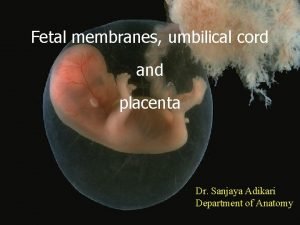Fetal membranes umbilical cord and placenta Dr Sanjaya