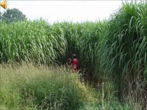 Miscanthus propagation