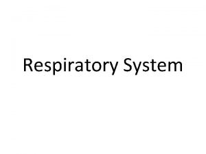 Air path through the respiratory system