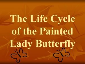 Life cycle of painted lady butterfly