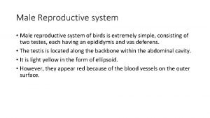 Male Reproductive system Male reproductive system of birds