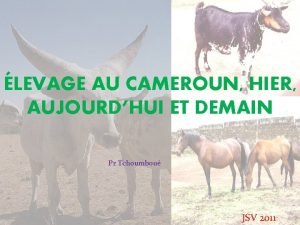 Les grandes zones d'élevage au cameroun