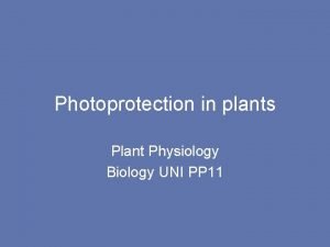 Photoprotection in plants Plant Physiology Biology UNI PP