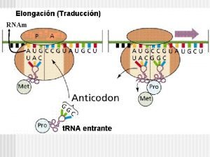 RNAm Cdigo Gentico ESTRUCTURA DE LAS PROTEINAS Dmero