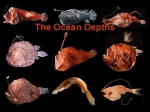 The Ocean Depths Zones of the Ocean Epipelagic