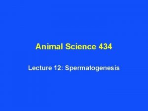 Animal Science 434 Lecture 12 Spermatogenesis Production of
