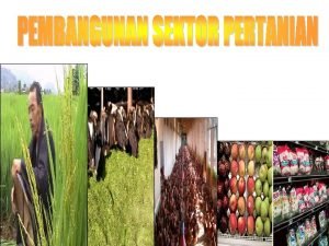 Pertanian dalam Pembangunan Sektor pertanian merupakan sektor prioritas