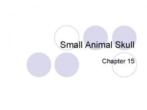 Small Animal Skull Chapter 15 Skull l Positioning